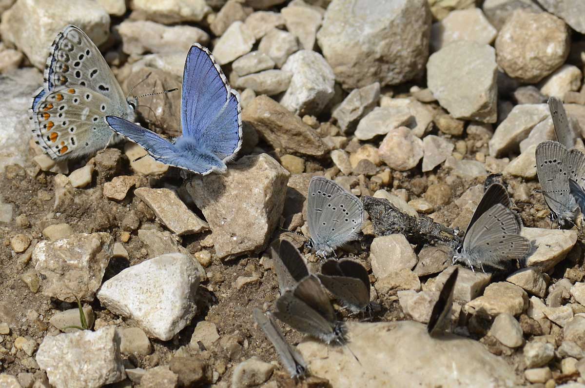Gruppo misto Lycaenidae da id.